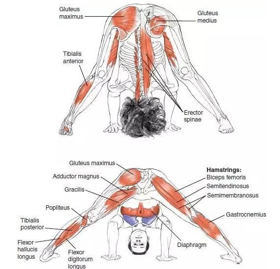 双角式瑜伽的好处 双角式瑜伽的好处是什么