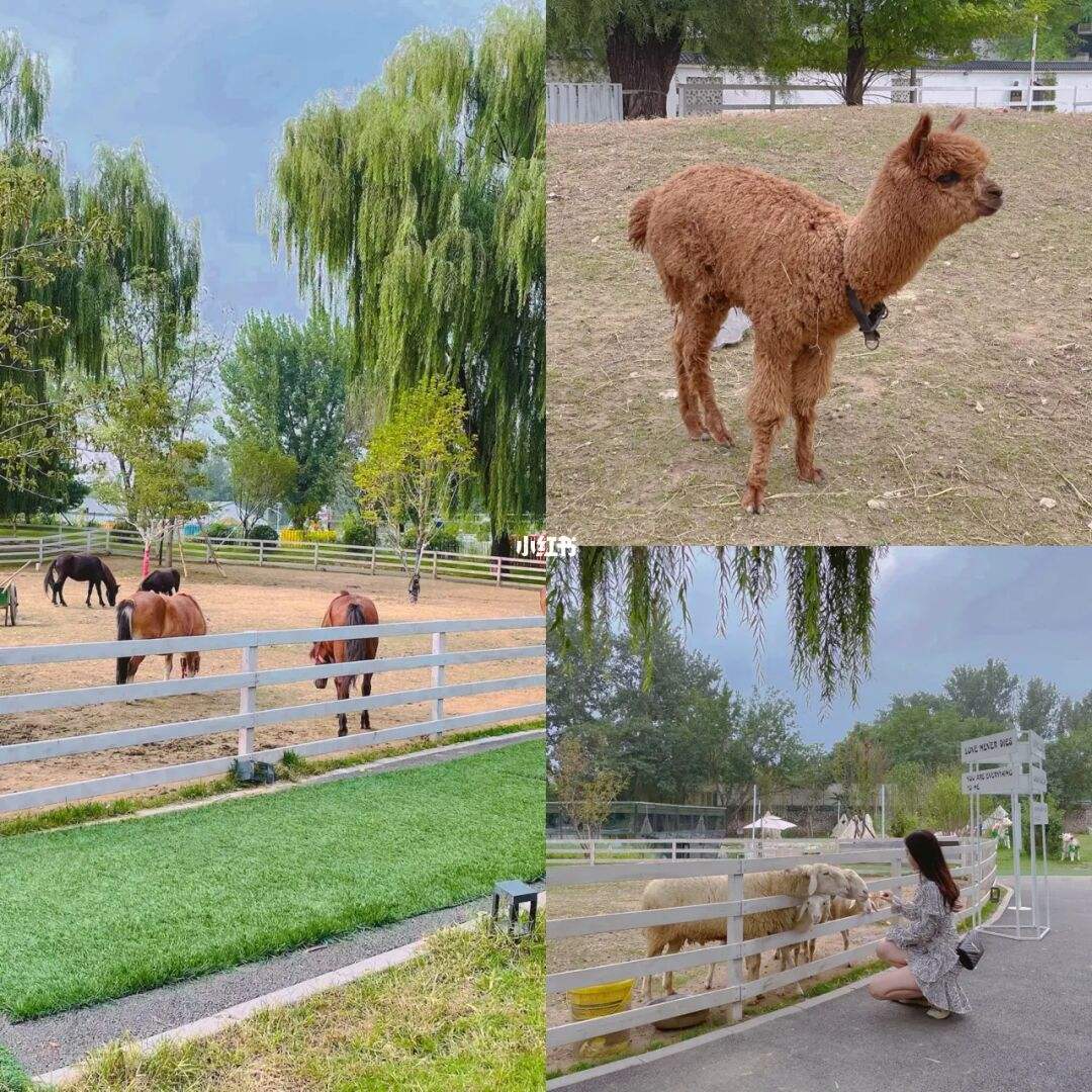 周末去哪玩北京小动物 周末去哪玩北京小动物园好