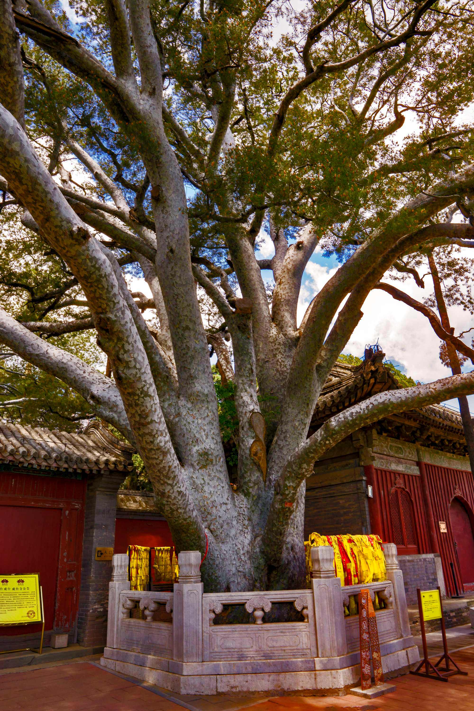 周末去哪玩北京戒台寺 周末去哪玩北京戒台寺好