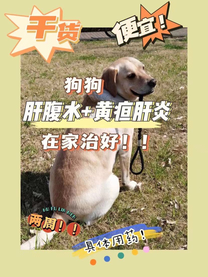 狗狗吃什么保肝护肝最好 狗狗吃什么保肝护肝最好呢