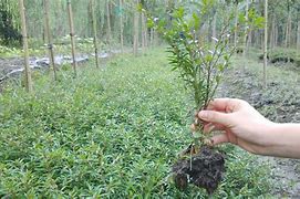 满天星花语文学习方法高考 