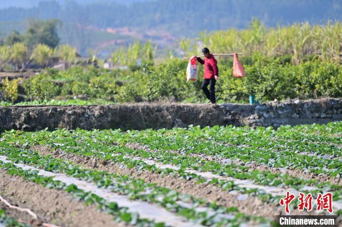 田间菜地散步的好处 田间菜地散步的好处有哪些