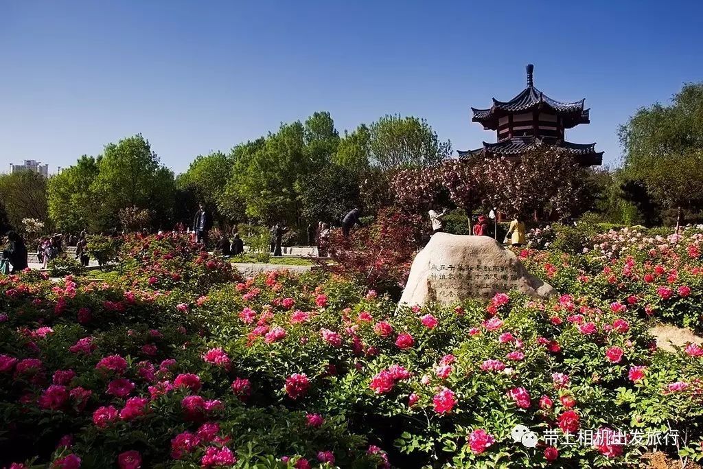 洛阳牡丹攻略旅游推荐浙江 河南洛阳牡丹旅游景点大全介绍