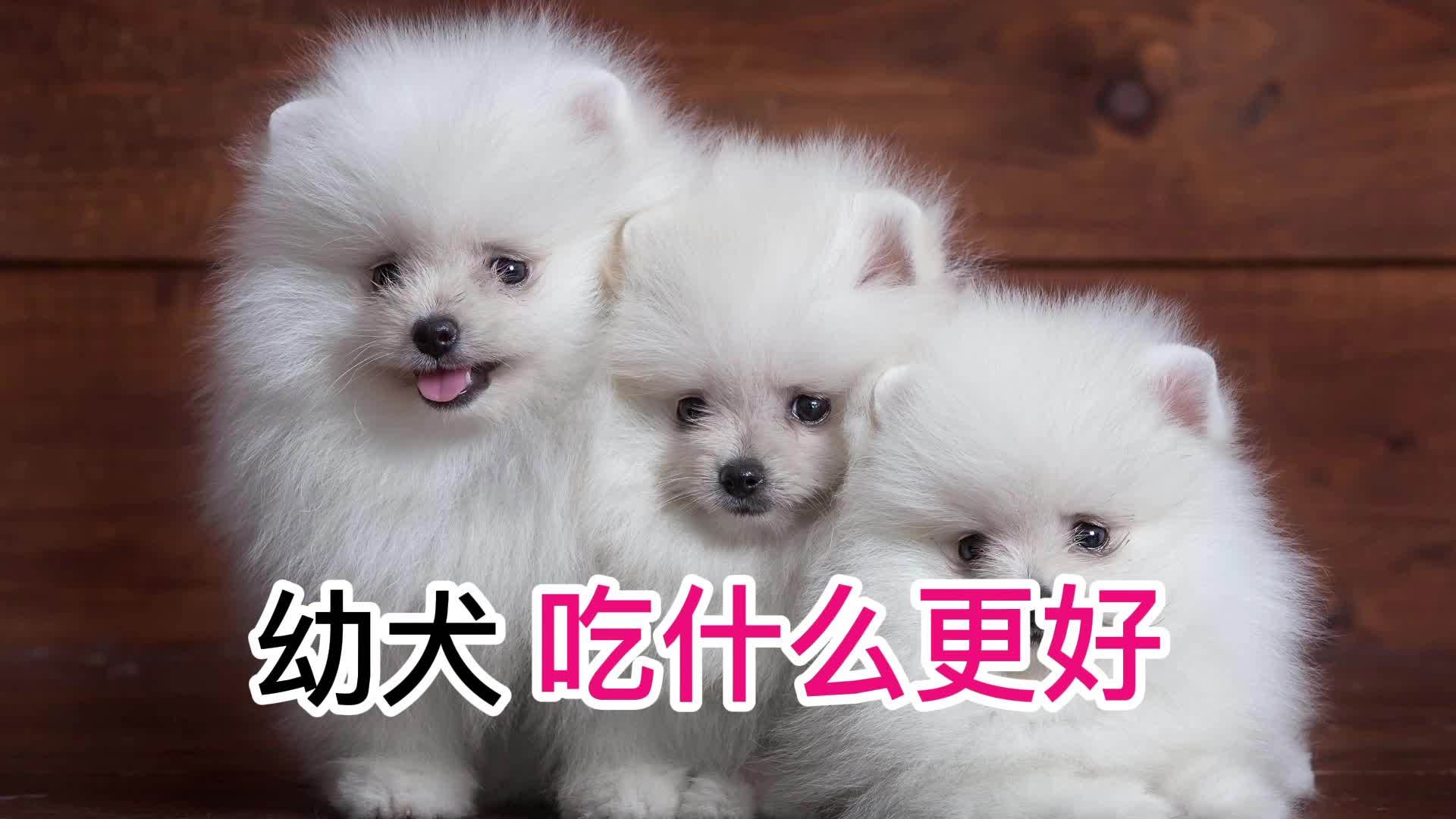 三犬天吃什么对身体好 2021三犬天什么时候开始