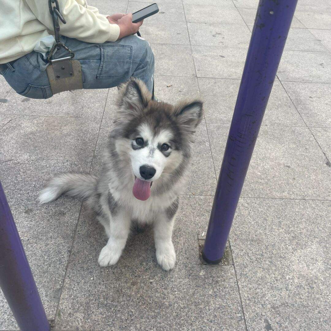 阿拉斯加吃什么对身体好 阿拉斯加犬吃什么东西最好