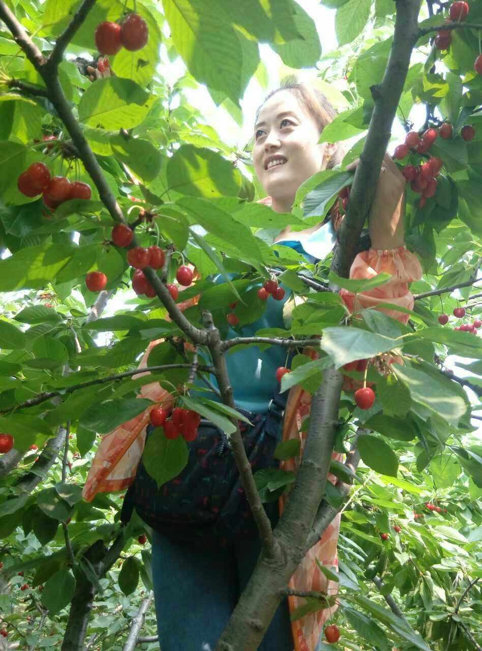 洛阳樱桃沟旅游区攻略 洛阳樱桃沟旅游区攻略路线