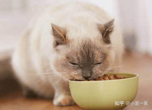 猫猫吃什么好对身体好 猫猫吃什么好对身体好呢