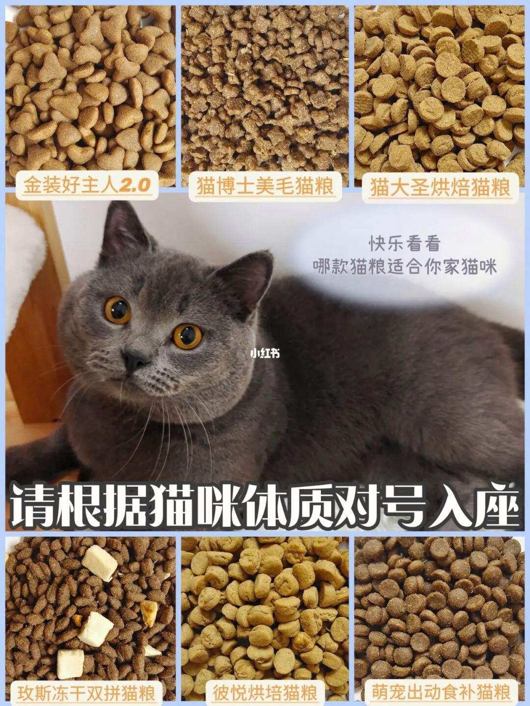 吃什么猫粮对身体好 什么猫粮对猫咪最健康