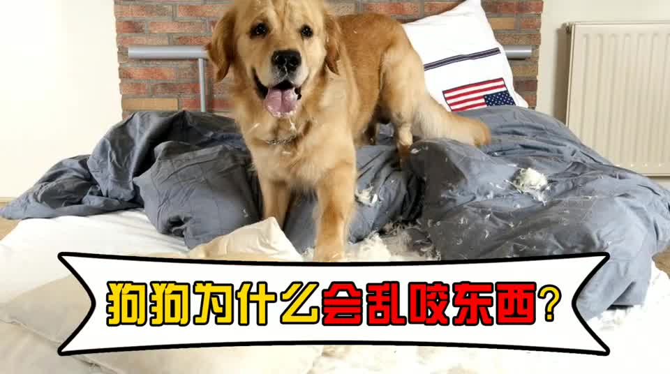 狗狗一直乱咬东西怎么办 狗狗一直乱咬东西怎么回事