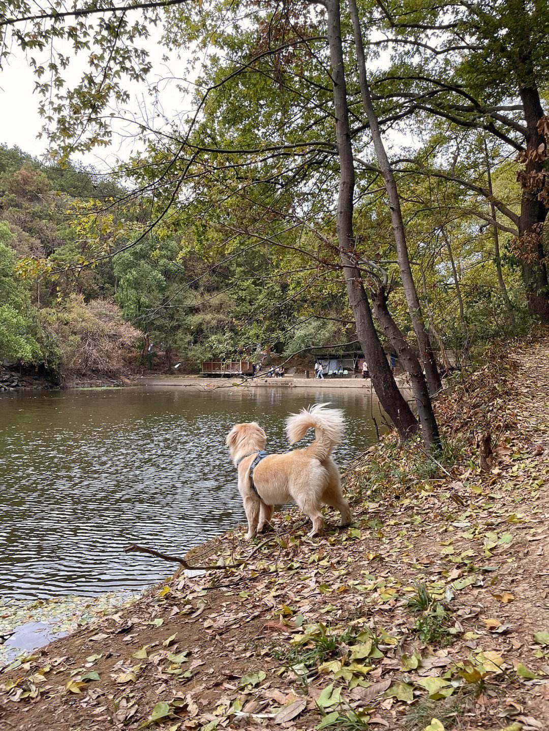 训练狗狗爬山的好处 训练狗狗爬山的好处有哪些